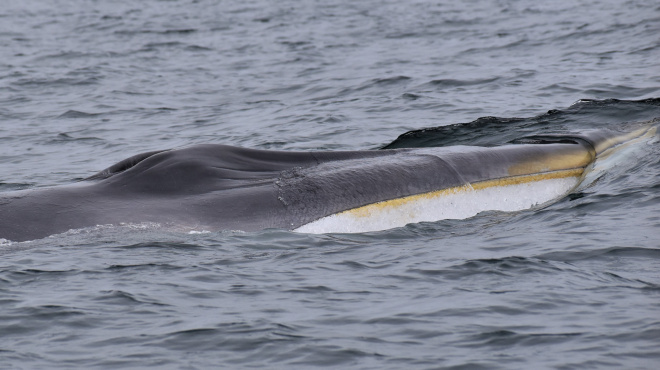 Ballena de aleta en mar abierto