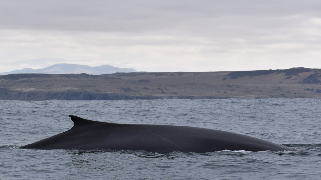 Ballena de aleta en mar abierto 