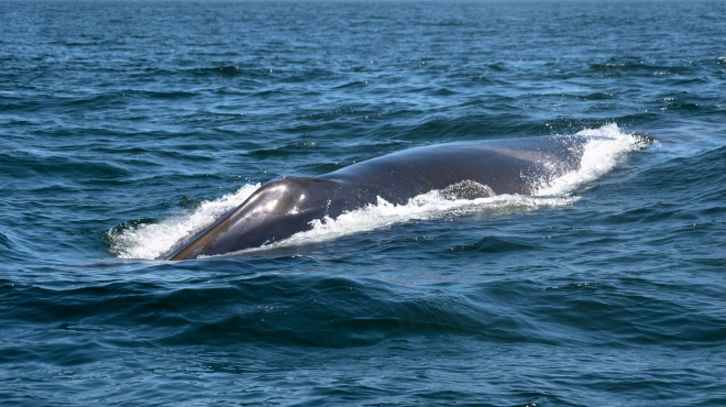 Ballena de aleta en mar abierto 