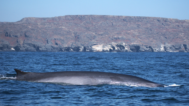 Ballena de aleta en mar abierto 