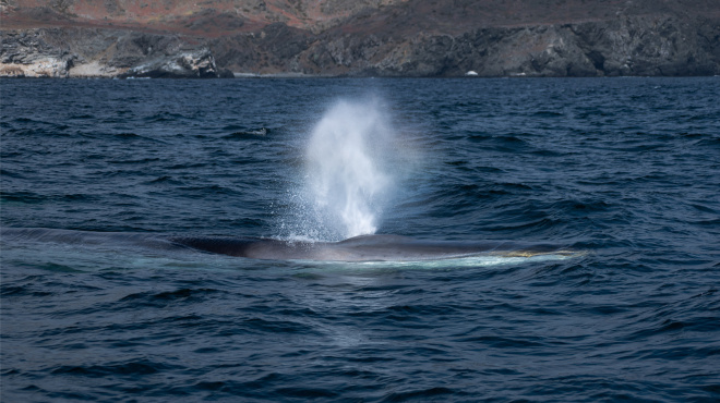 Ballena de aleta en mar abierto 