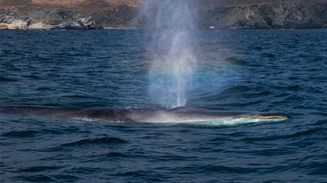 Ballena de aleta en mar abierto 