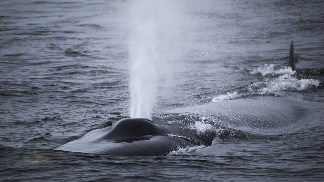Ballena de aleta en mar abierto 