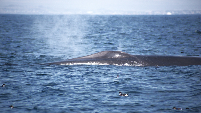 Ballena de aleta en mar abierto 