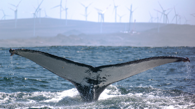 Ballena jorobada en mar abierto 