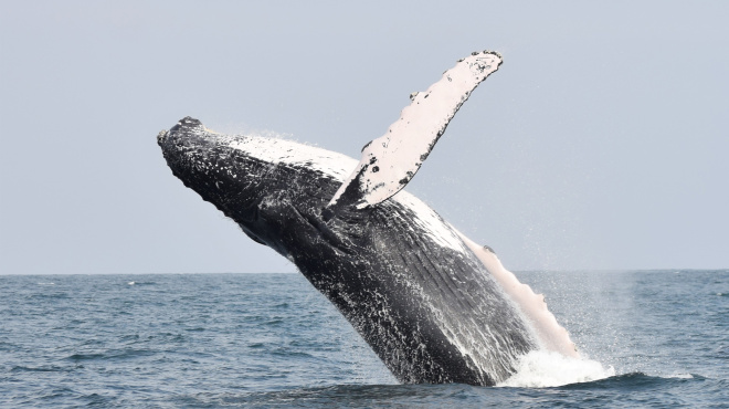 Ballena jorobada en mar abierto 