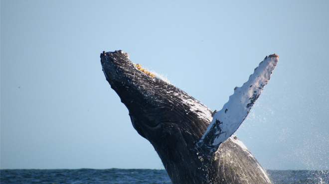 Ballena jorobada en mar abierto 