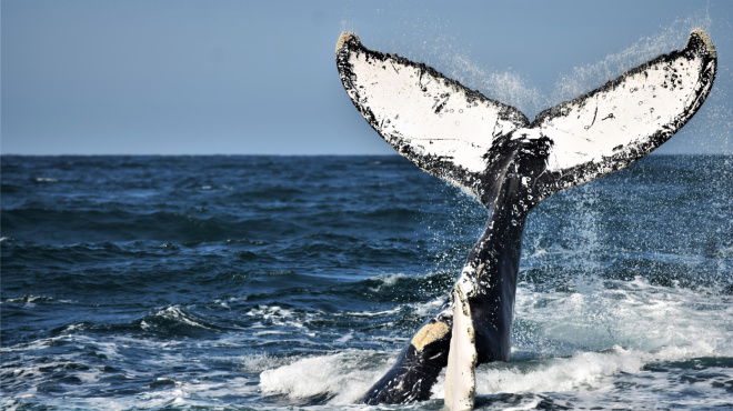 Ballena jorobada en mar abierto 