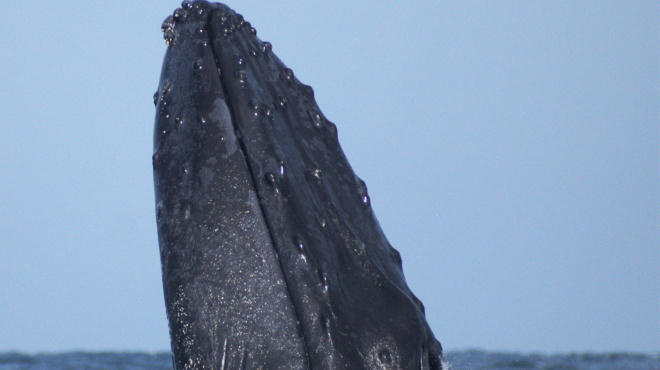 Ballena jorobada en mar abierto 