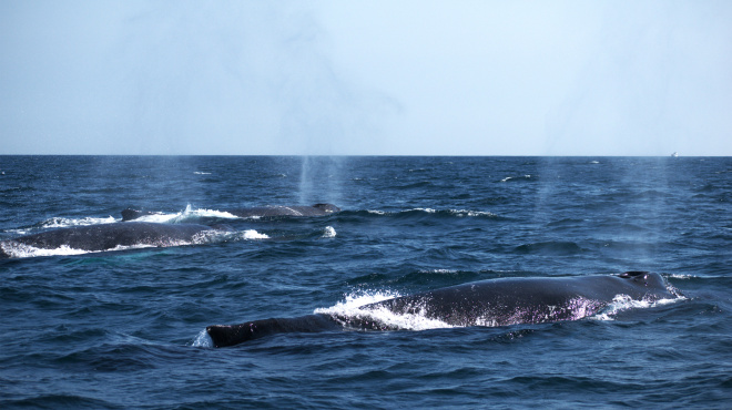Individuos de ballenas jorobadas en mar abierto 