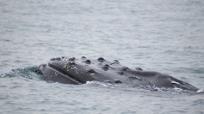 Ballena jorobada en mar abierto 