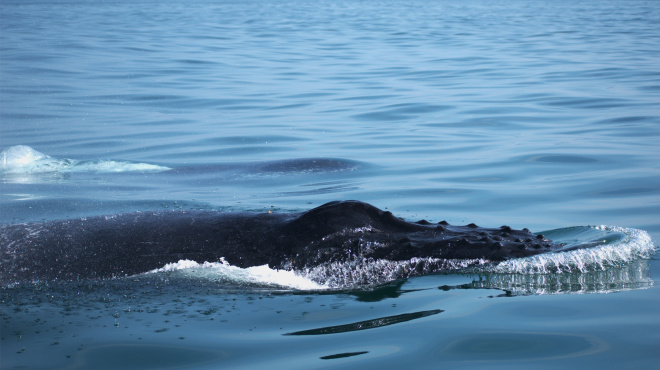Ballena jorobada en mar abierto 