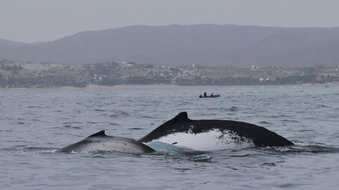 Individuos de ballenas jorobadas en mar abierto 
