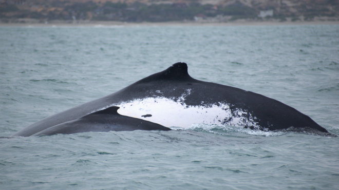 Ballena jorobada en mar abierto 