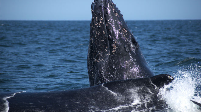 Ballena jorobada en mar abierto 