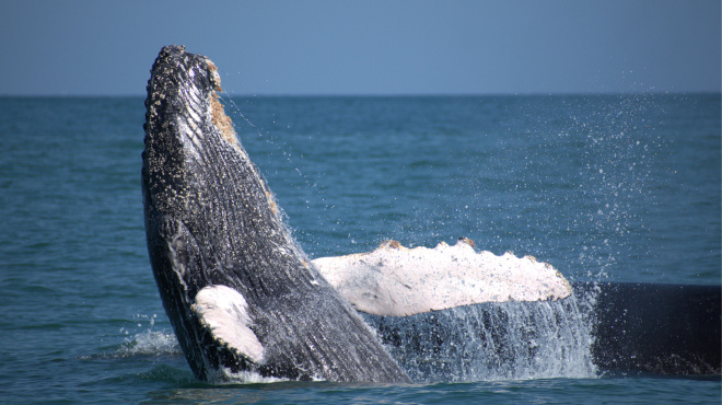 Ballena jorobada en mar abierto 