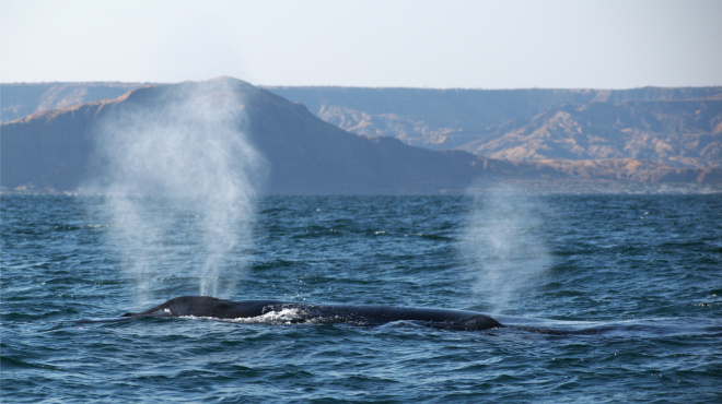 Ballena jorobada en mar abierto 