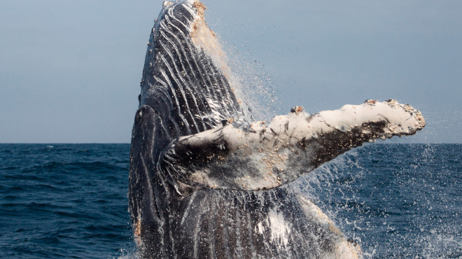 Ballena jorobada Megaptera novaeangliae - Los Órganos - Reserva Nacional Mar Tropical de Grau