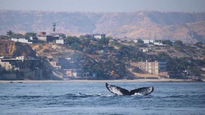 Ballena jorobada en mar abierto 