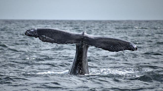 Ballena jorobada en mar abierto 