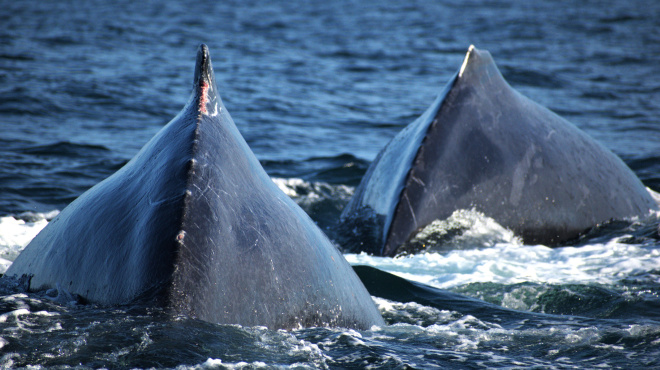 Individuos de ballenas jorobadas en mar abierto 