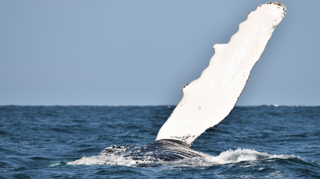 Ballena jorobada en mar abierto 