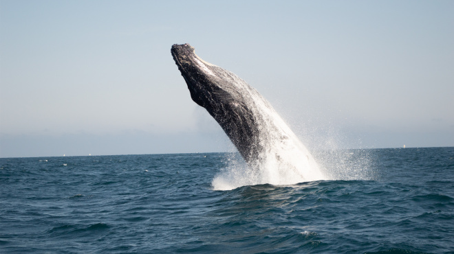 Ballena jorobada en mar abierto 