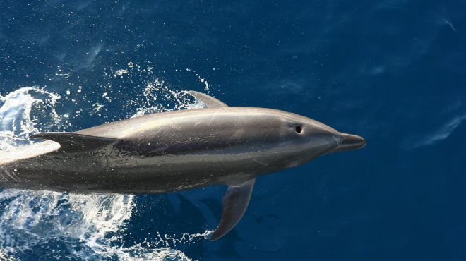 Delfin mar abierto 