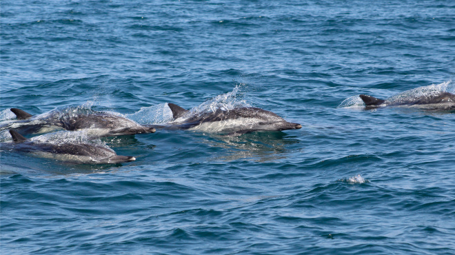 Delfines comunes en el Pacífico Sudeste