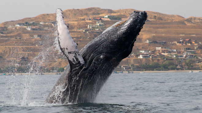 Ballena jorobada Megaptera novaeangliae - Los Órganos - Reserva Nacional Mar Tropical de Grau