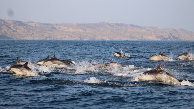 Delfines comunes en el Pacífico Sudeste