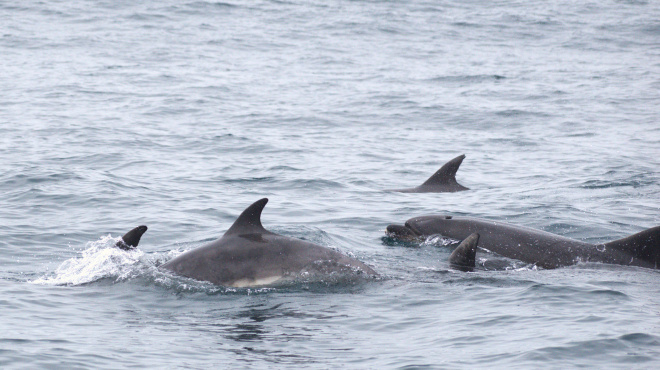 Individuos de delfín nariz de botella  en mar abierto 