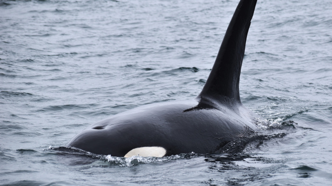 Orca en mar abierto 