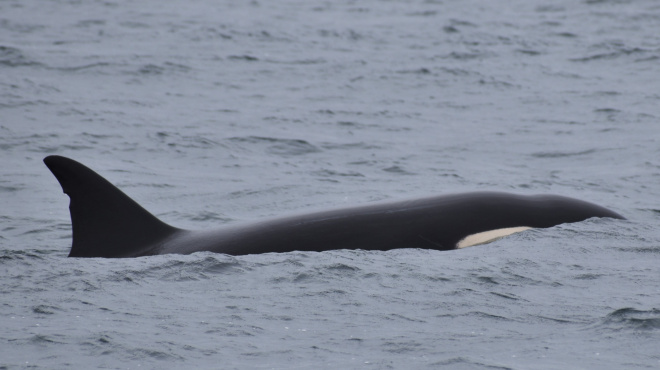 Orca en mar abierto 