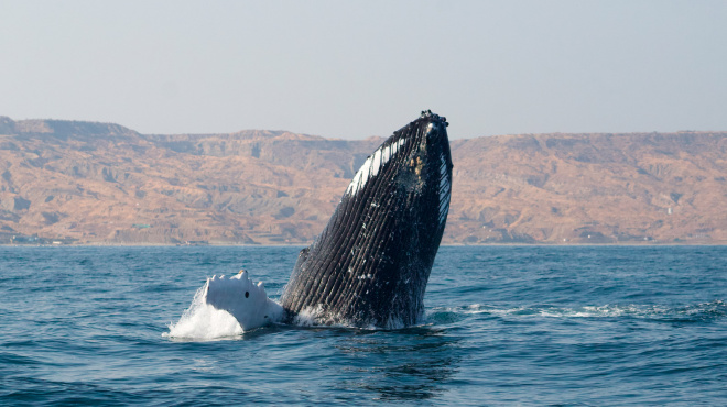 Ballena jorobada Megaptera novaeangliae - Los Órganos - Reserva Nacional Mar Tropical de Grau