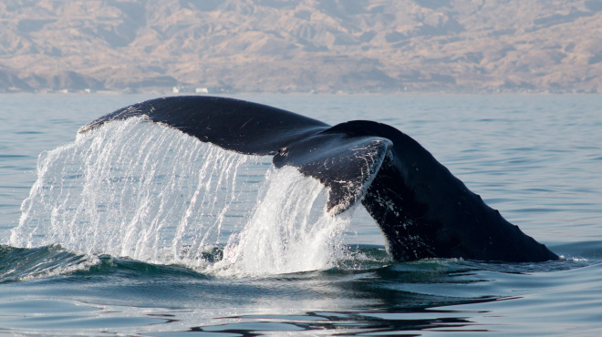 Ballena jorobada Megaptera novaeangliae - Los Órganos - Reserva Nacional Mar Tropical de Grau