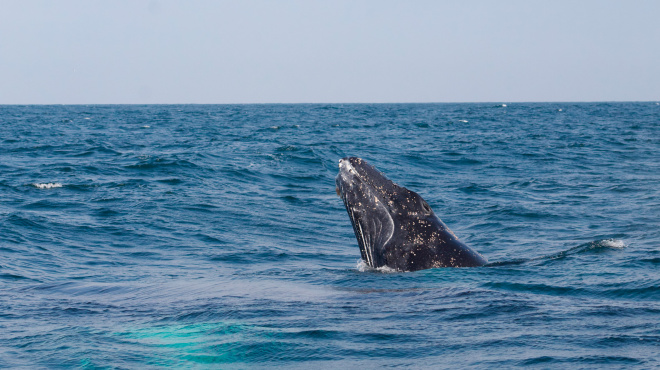 Ballena jorobada Megaptera novaeangliae - Los Órganos - Reserva Nacional Mar Tropical de Grau