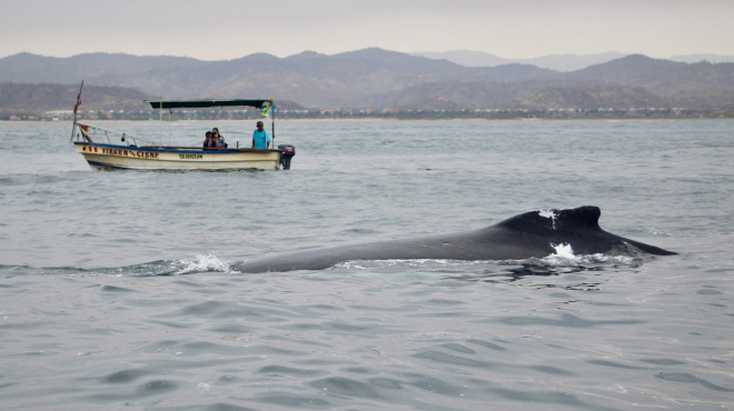 Ballena jorobada Megaptera novaeangliae - Los Órganos - Reserva Nacional Mar Tropical de Grau