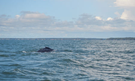 Aleta dorsal de ballenato navegando en Uramba Bahia Malaga