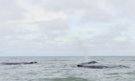 Ballena jorobada navengando con su cria y escolta