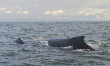 Aletas dorsales de ballena jorobada con cria en Uramba Bahia Malaga, Buenaventura, Colombia