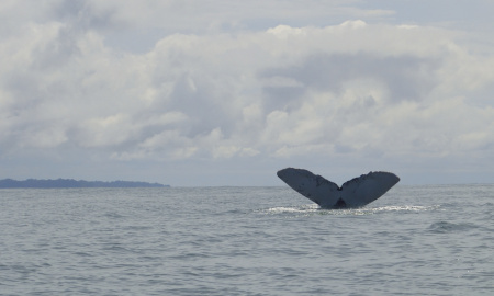 Ballena jorobada mostrando su cola con Isla Palma de fondo en Uramba Bahia Malaga, Buenaventura, Colombia