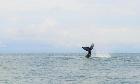 Ballenato jugando con su cola en Uramba Bahia Malaga, sector los negritos, Buenaventura, Colombia