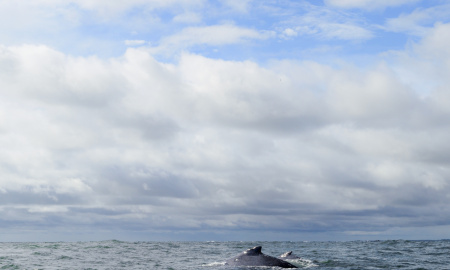 Madre de ballena jorobada navegando con su ballenato en Uramba Bahia Malaga, Buenaventura, Colombia 