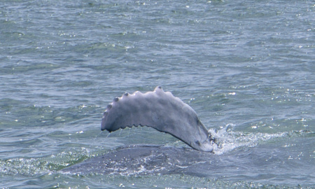 Aleta pectoral de ballenato en Uramba Bahia Malaga, Buenaventura, Colombia
