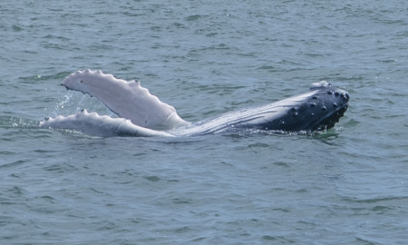 Ballenato jugando en Uramba Bahia Malaga, Buenaventura, Colombia