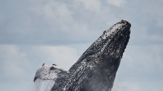Una mañana al inicio de temporada, salimos en busca de ballenas y nos sorprende este juvenil súper activo con varios saltos