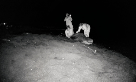 Monitoreo de tortuga Baula, imágenes cámara trampa 