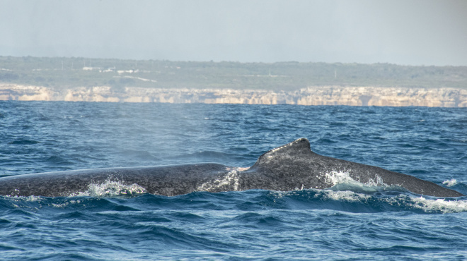 Dorso de una ballena adulta con una lesión o malformación