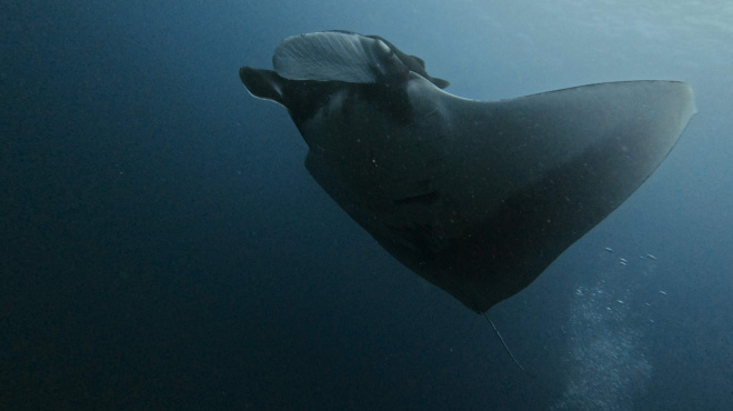 Mobula